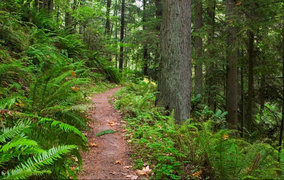 Forest Trail
